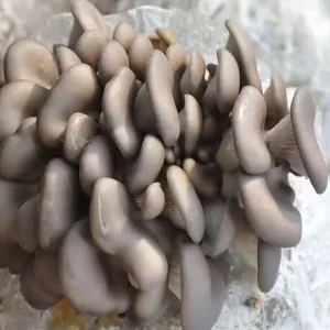 Wild Cultivated Organic Mushrooms Healthy Natural Nutritious Fresh Whole Frozen Mushroom Frozen Baby Pleurotus Ostreatus