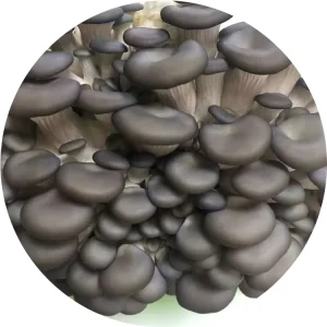 Wild Cultivated Organic Mushrooms Healthy Natural Nutritious Fresh Whole Frozen Mushroom IQF Frozen Baby Pleurotus Ostreatus